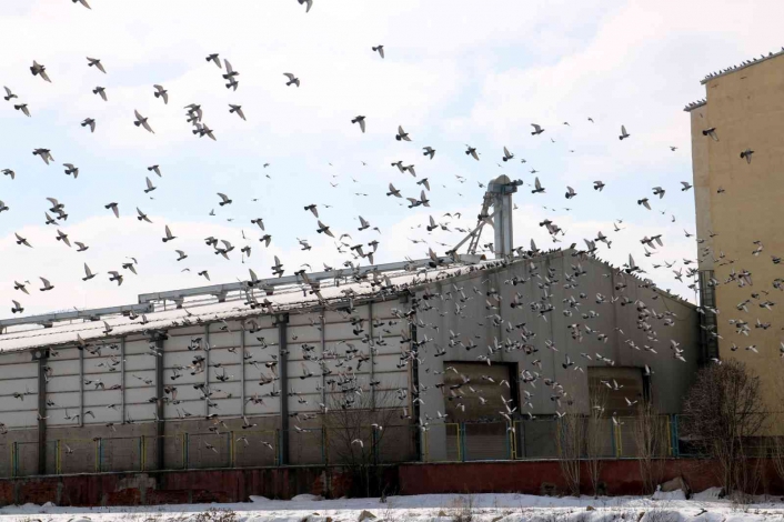 Bu çatı binlerce güvercine uğrak yeri oldu
