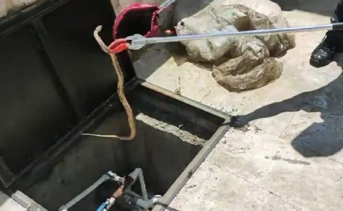 Cami bahçesine giren yılan yakalanarak doğaya salındı
