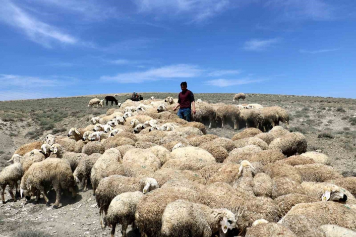 Çetindağ: Ülke genelinde çoban sıkıntısı yaşanıyor
