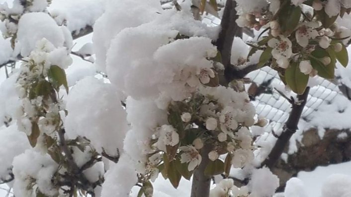 Çiçek açan badem ağaçları kar altında kaldı
