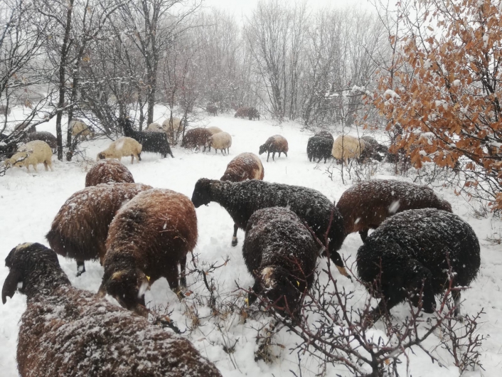 Çoban kar altında türkü söyledi, koyunlar pürdikkat dinledi
