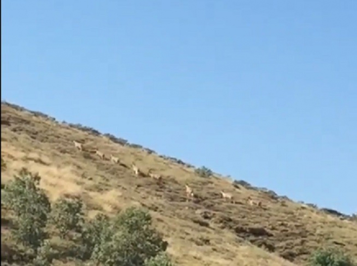 Dağ keçileri sürü halinde görüntülendi
