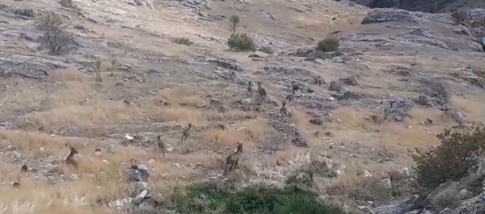 Dağ keçileri sürü halinde Harput´ta görüntülendi
