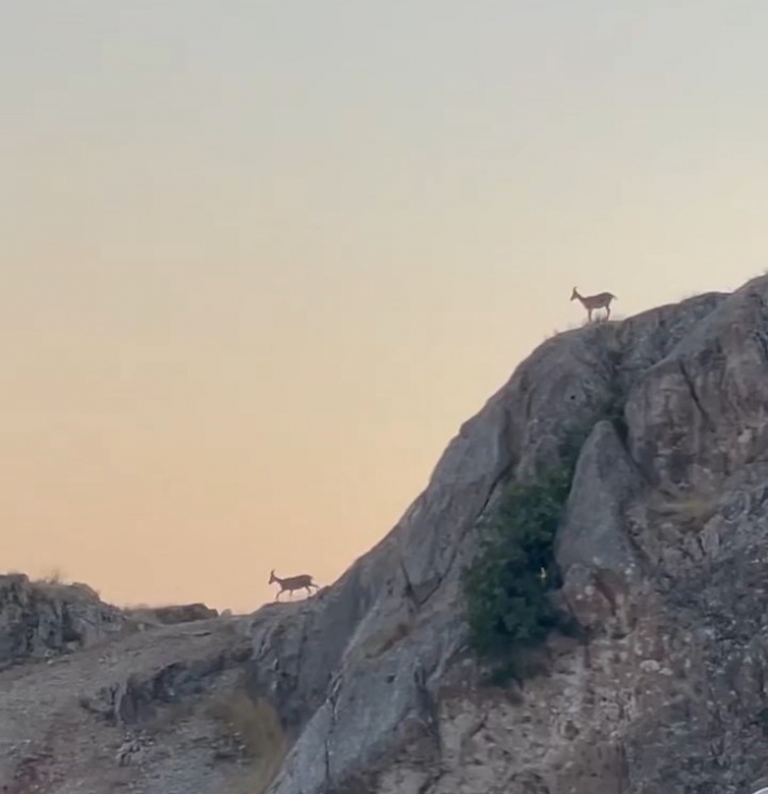 Dağ keçileri sürü halinde Harputta görüntülendi
