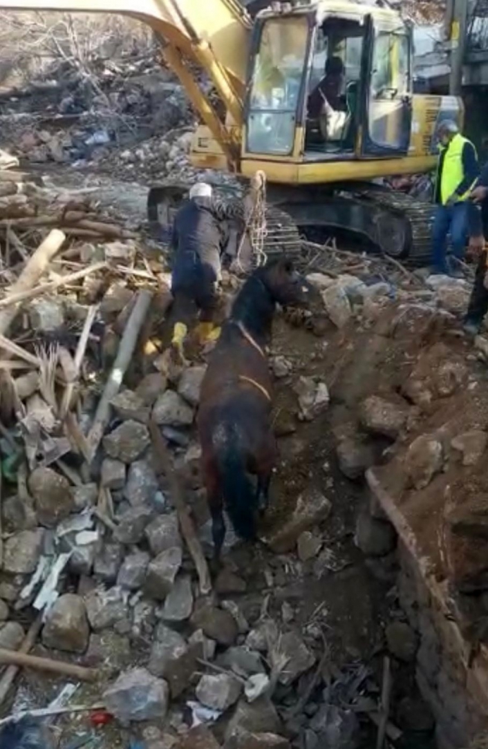 Depremin 20´nci gününde bir at enkazdan canlı olarak kurtarıldı
