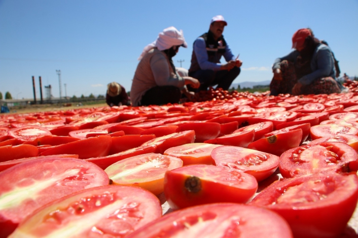 Dünya sofralarına lezzet katacak kurutmalık domatesin hasadı başladı
