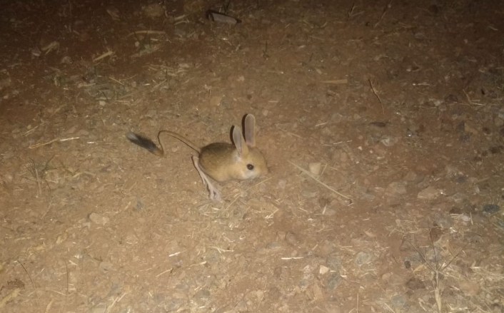 Dünyanın en ilginç hayvanlarından kanguru faresi Afşin´de görüldü
