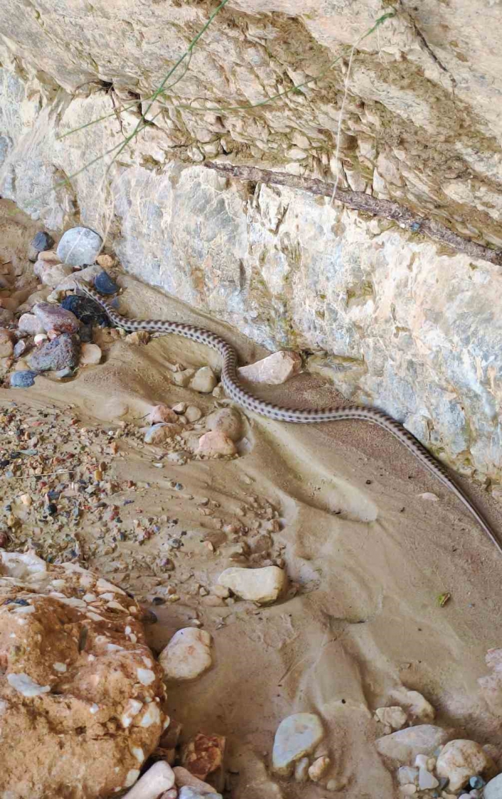 Elazığ´da 1,5 metre uzunluğunda yarı zehirli kocabaş yılanı görüntülendi
