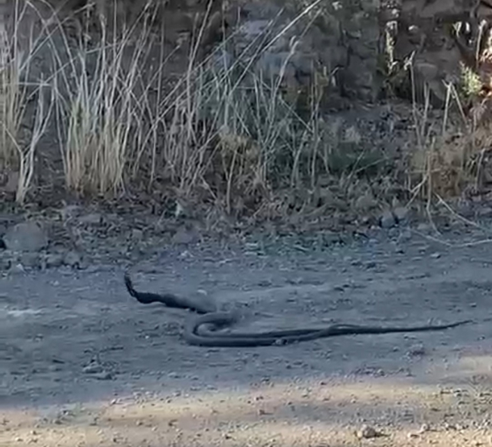 Elazığ´da 1,5 metrelik yılanların dansı kameraya yansıdı
