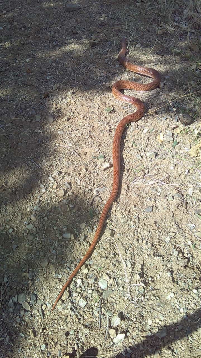 Elazığ´da 2,5 metre uzunluğundaki yılan korkuttu
