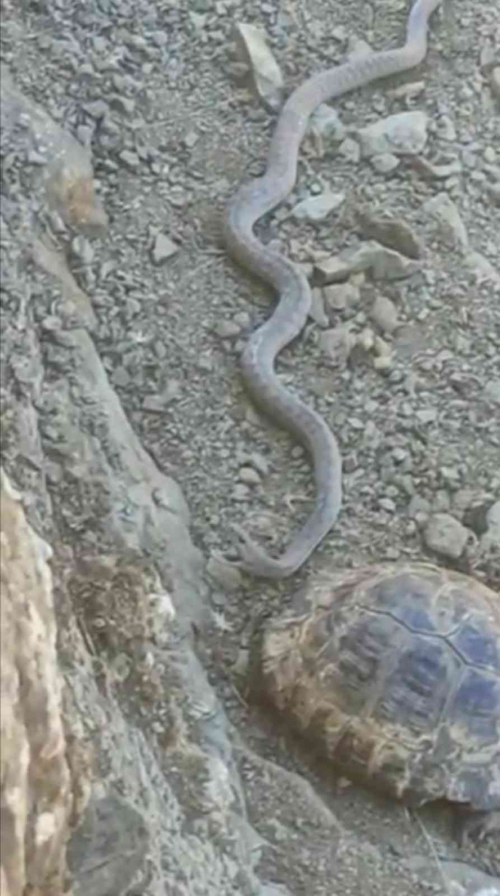 Elazığ´da 2 metrelik yılan ve kaplumbağa birlikte görüntülendi
