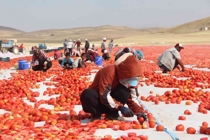 Elazığ´da 20 bin dekar alanda domates hasadı sürüyor
