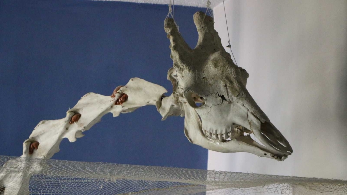 Elazığ´da 50 çeşit hayvanın anatomik yapısının bulunduğu müzede, Türkiye´de ilk olan zürafa iskeleti yer alıyor
