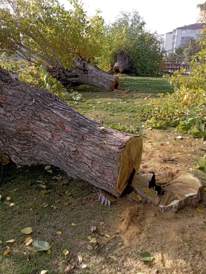 Elazığ´da asırlık 24 dut ağacı kesildi
