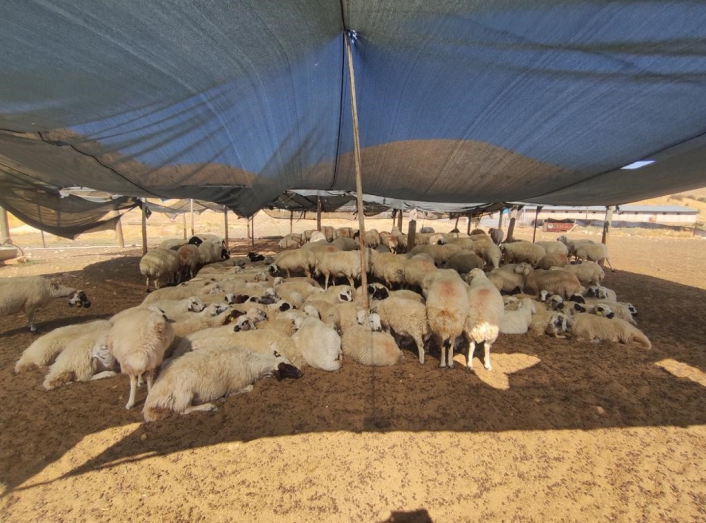 Elazığ´da çiftçiler 40 bin lira maaşa çoban bulunmuyor
