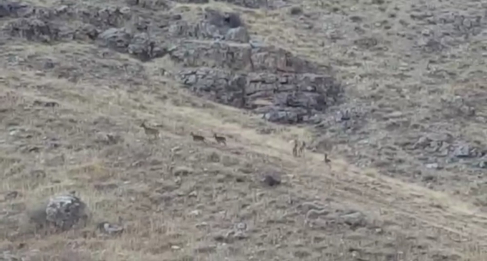 Elazığ´da dağ keçileri sürü halinde görüntülendi
