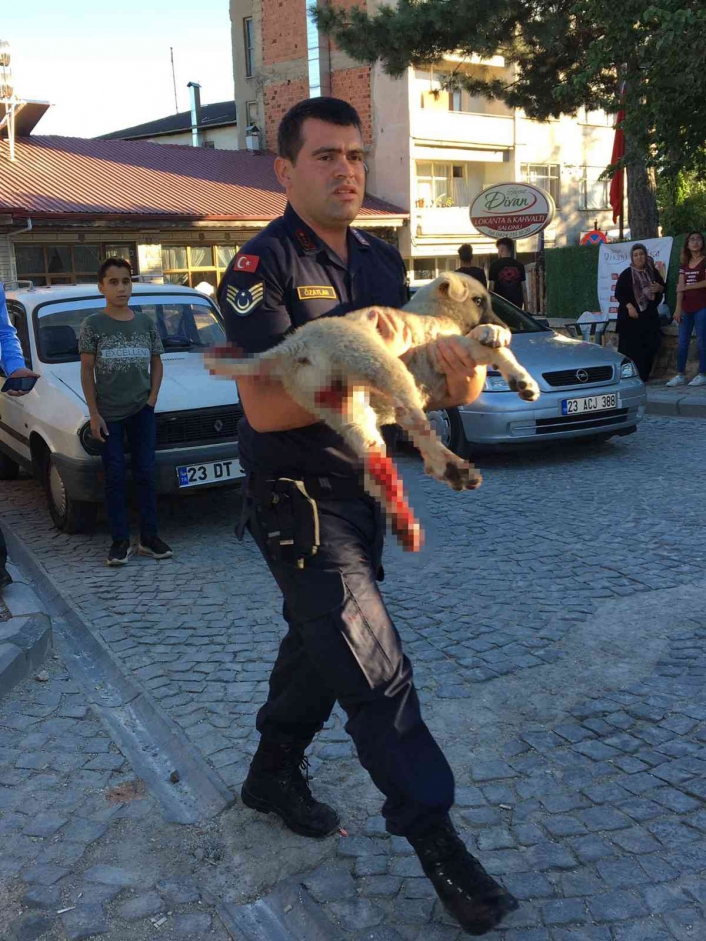 Elazığ´da jandarma ekipleri minibüsün çarptığı köpek için seferber oldu
