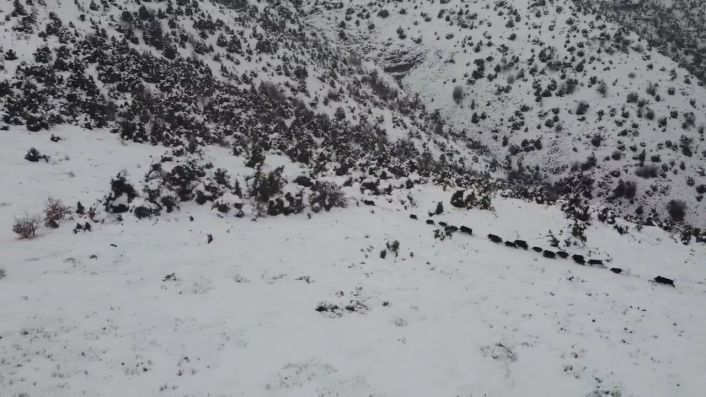 Elazığ´da kar üzerindeki domuz sürüsü dron ile görüntülendi
