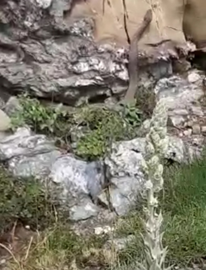 Elazığ´da kayalıklar arasında görülen 2 metrelik yılan korkuttu

