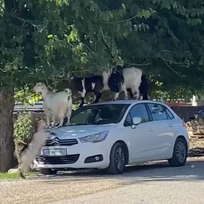 Elazığ´da keçiler otomobilin üzerine çıkarak yaprak yedi
