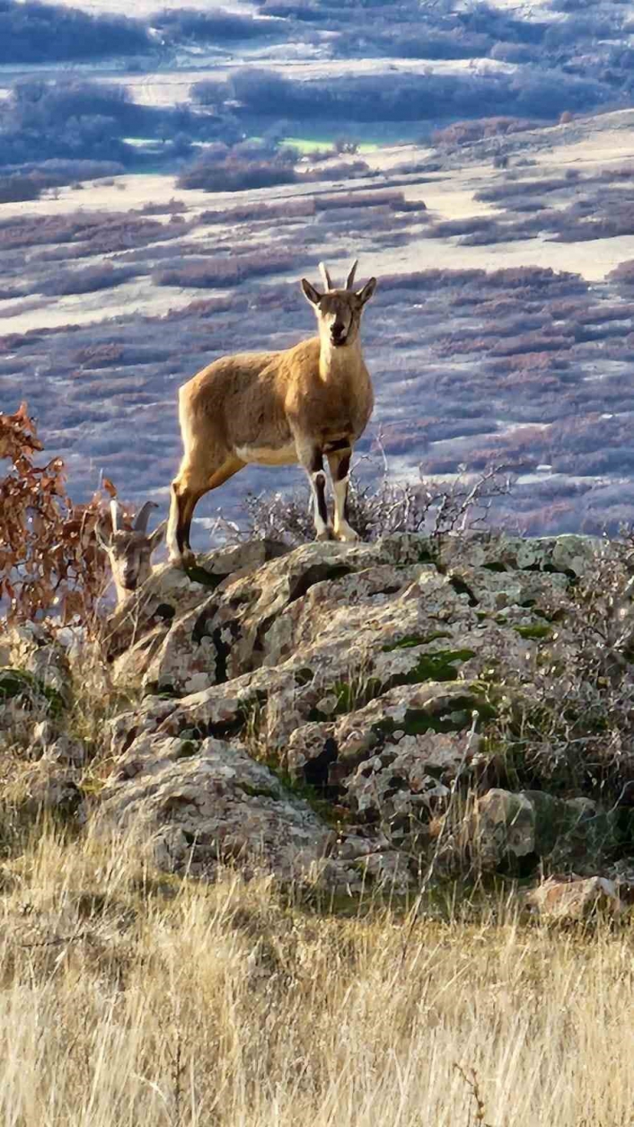 Elazığ´da koruma altında bulunan dağ keçileri görüntülendi

