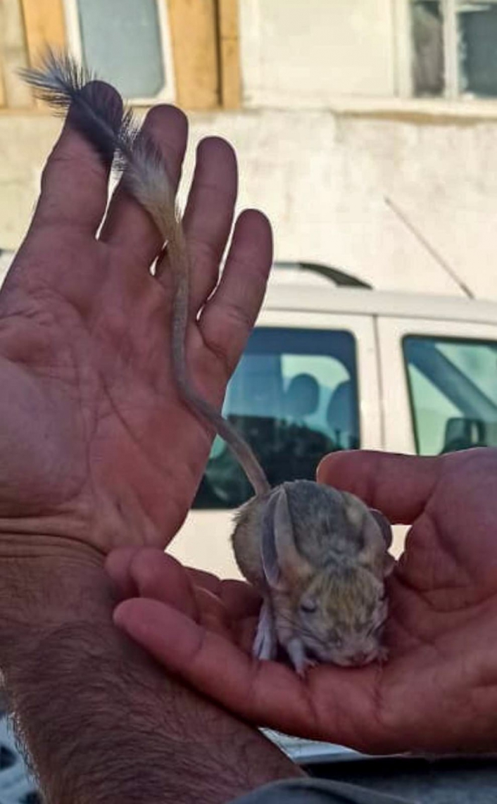 Elazığ´da nesli tükenme tehlikesi altında bulunan Arap tavşanı görüntülendi
