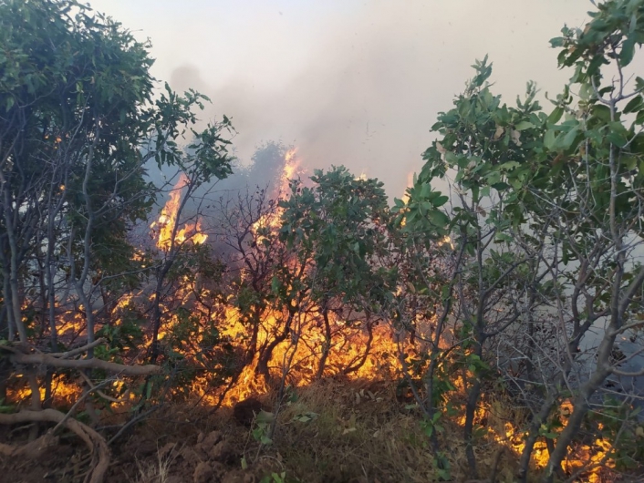 Elazığ´da orman yangını: Çok sayıda ekip sevk edildi
