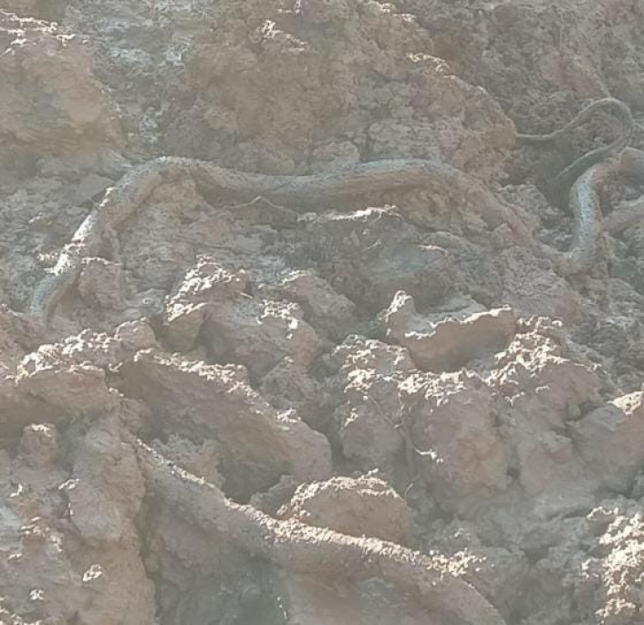 Elazığ´da su kuyusu kazısında, 3 metrelik yılan çıktı
