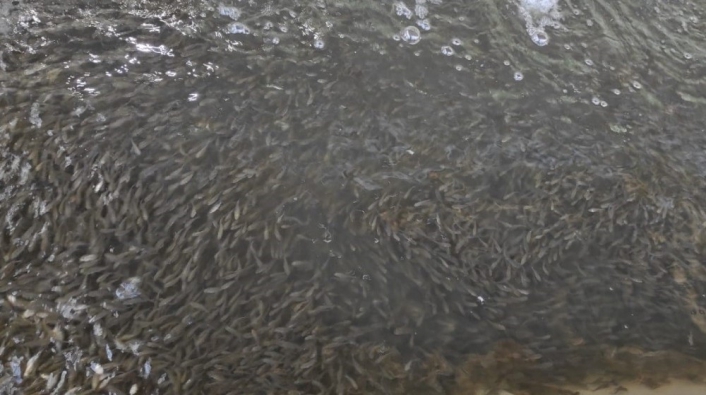 Elazığ´da üretilen 5 milyon balık 21 baraja bırakılıyor
