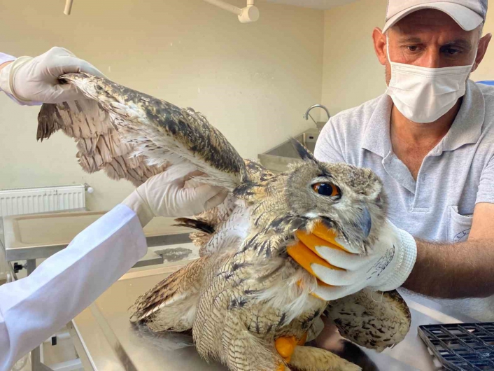 Elazığ´da yaralı bulunan kulaklı orman baykuşu tedavi altına alındı
