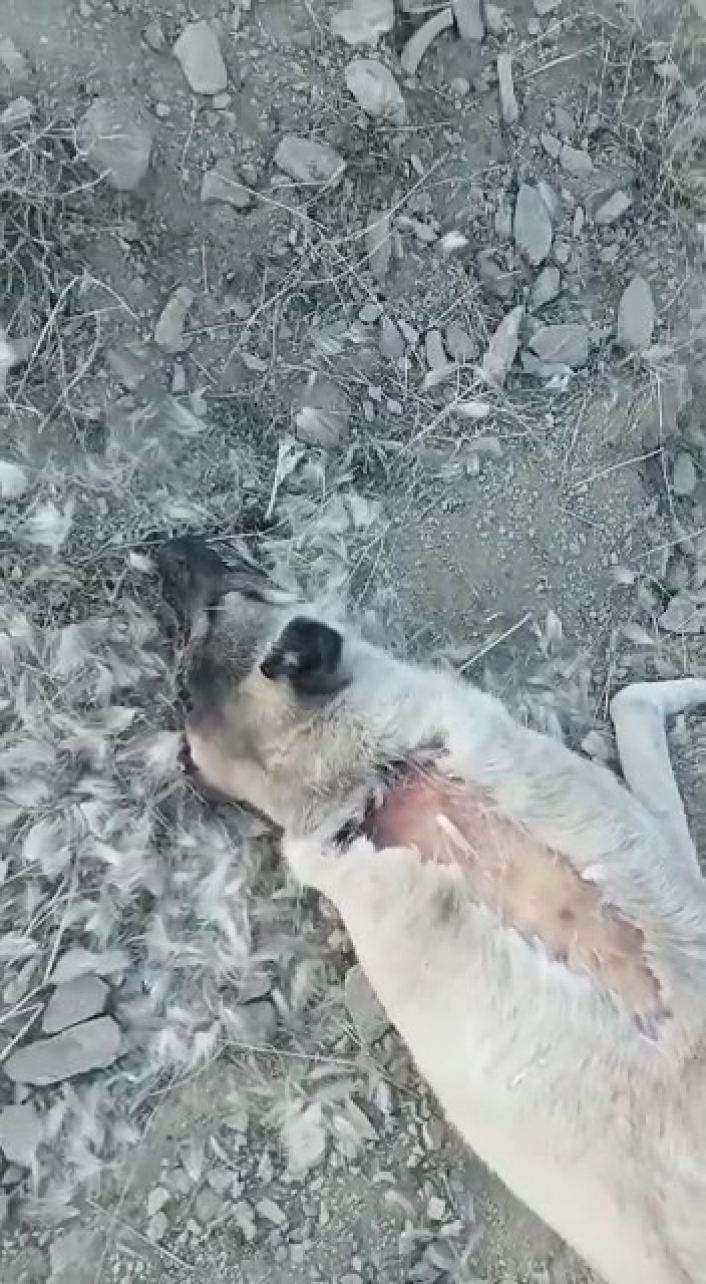 Elazığ´da zehirlenerek öldürülen köpekler için soruşturma başlatıldı

