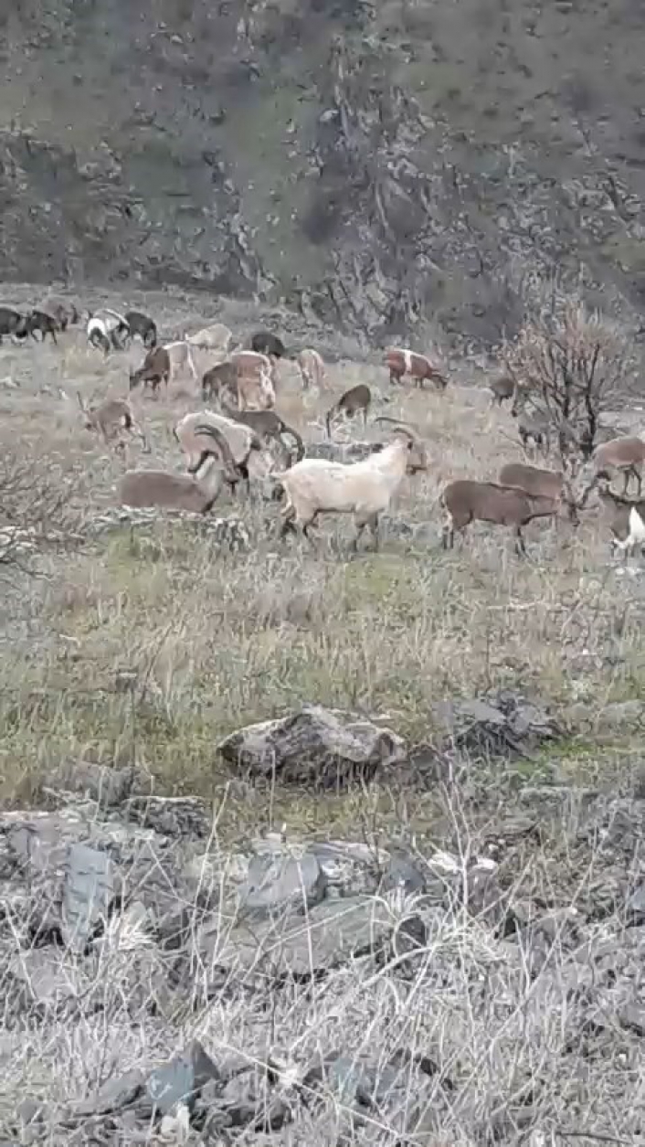 Elazığda dağ keçileri görüldü

