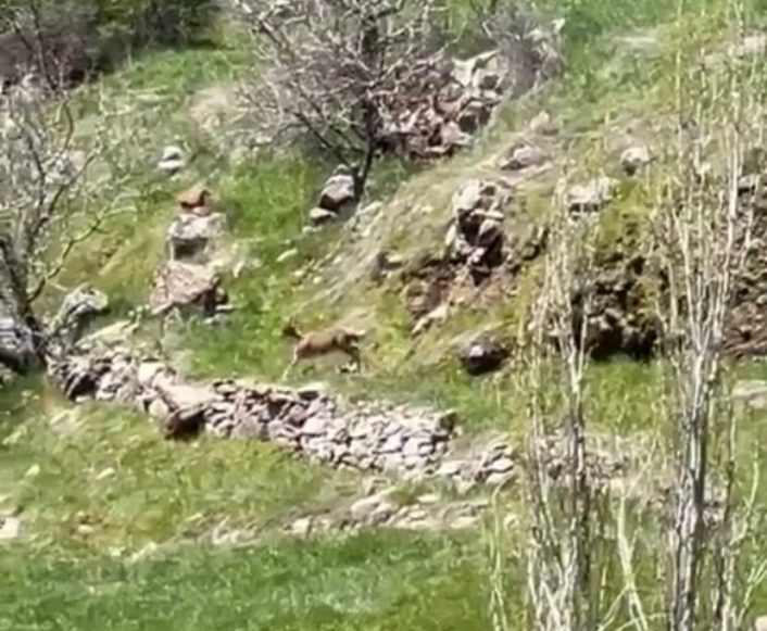 Elazığda dağ keçileri görüntülendi
