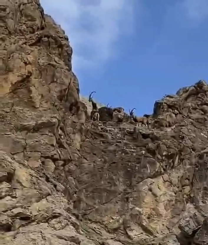 Elazığda dağ keçileri sürü halinde görüntülendi

