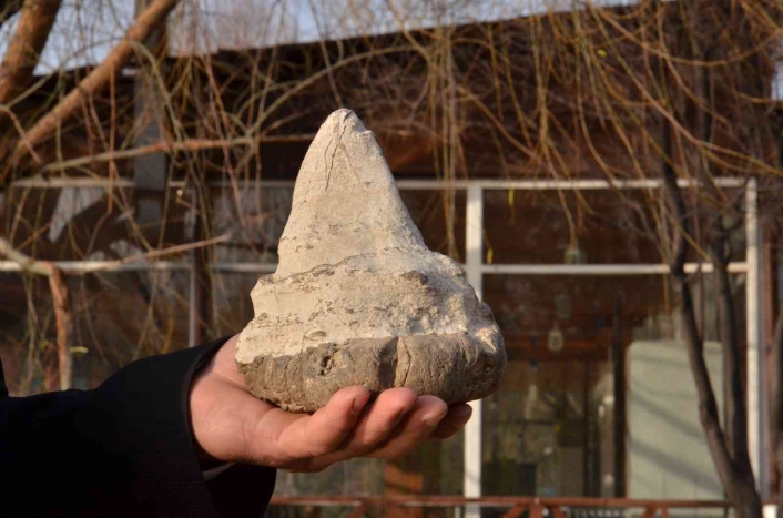 Elbistan´da köpekbalığının atası sayılan 20 milyon yıllık megalodon dişi bulundu
