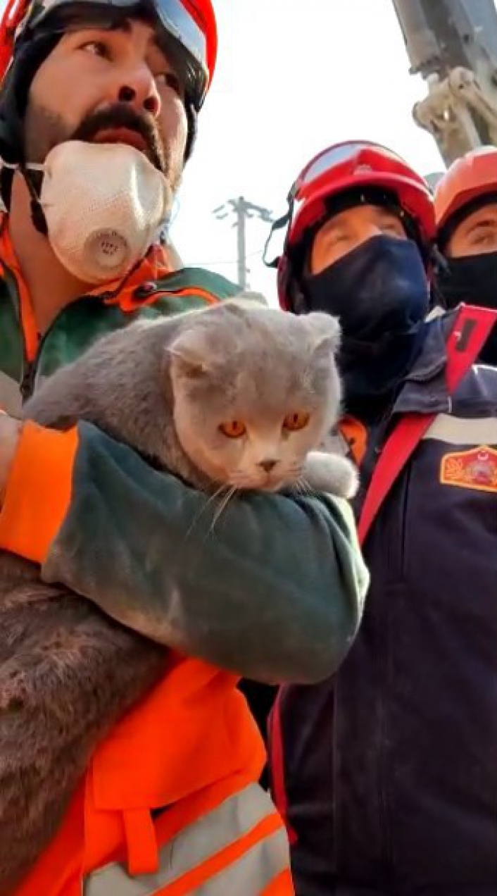 Enkaz altında mahsur kalan kedi kurtarıldı

