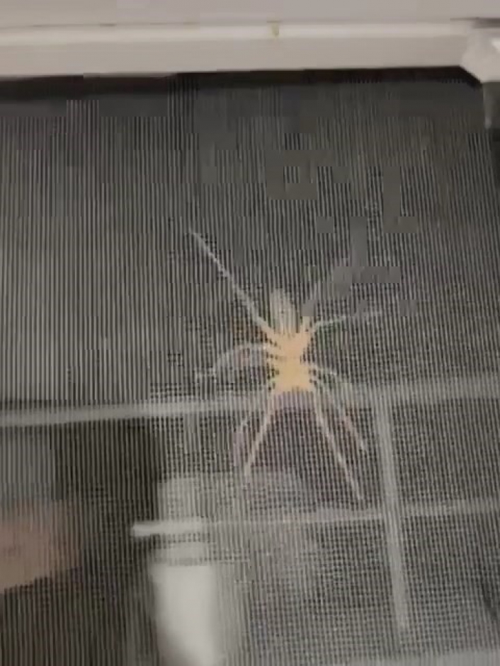 Etçil sarıkız örümceği ev sakinlerini korkuttu
