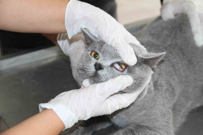 Fırat Üniversitesi Hayvan Hastanesi´nde 5 ayda 3 bin hayvan tedavi edildi

