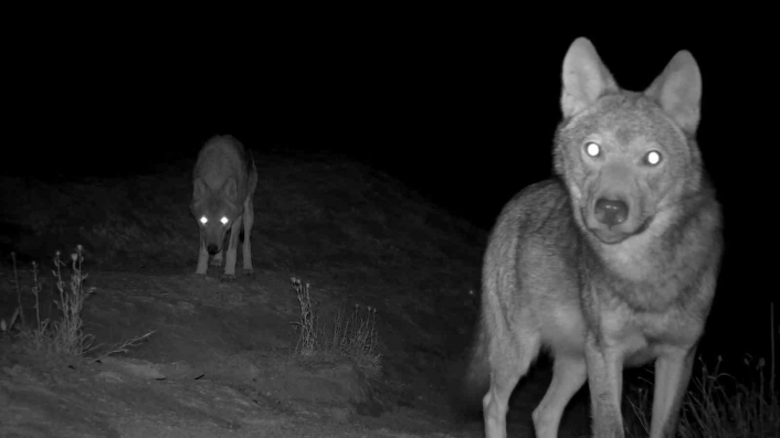 Gece karanlığında görüntülenen canavarlar tüyleri ürpertti
