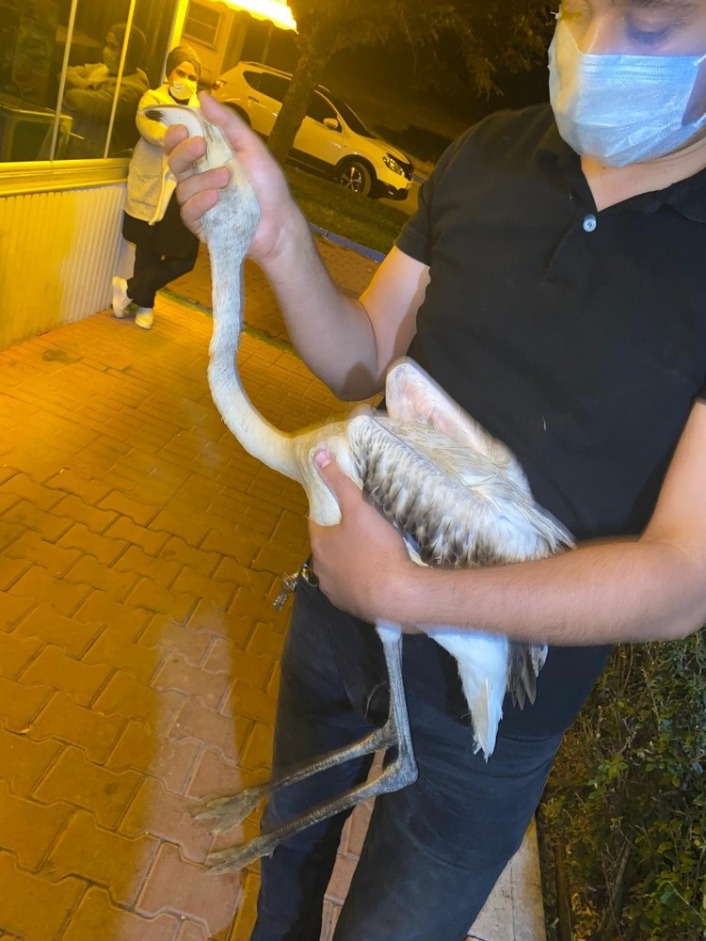 Göç yolunu şaşıran yavru flamingoya belediyeden şefkat eli
