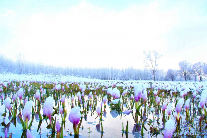 Göksun´da açan çiçekler karla kaplandı
