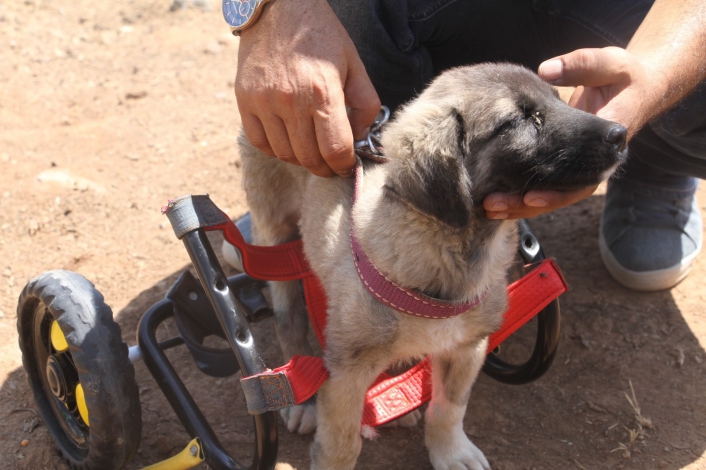 İnsanlık ölmemiş dedirten davranış: Patileri ezilen köpeği yürüteç ile ayağa kaldırdı

