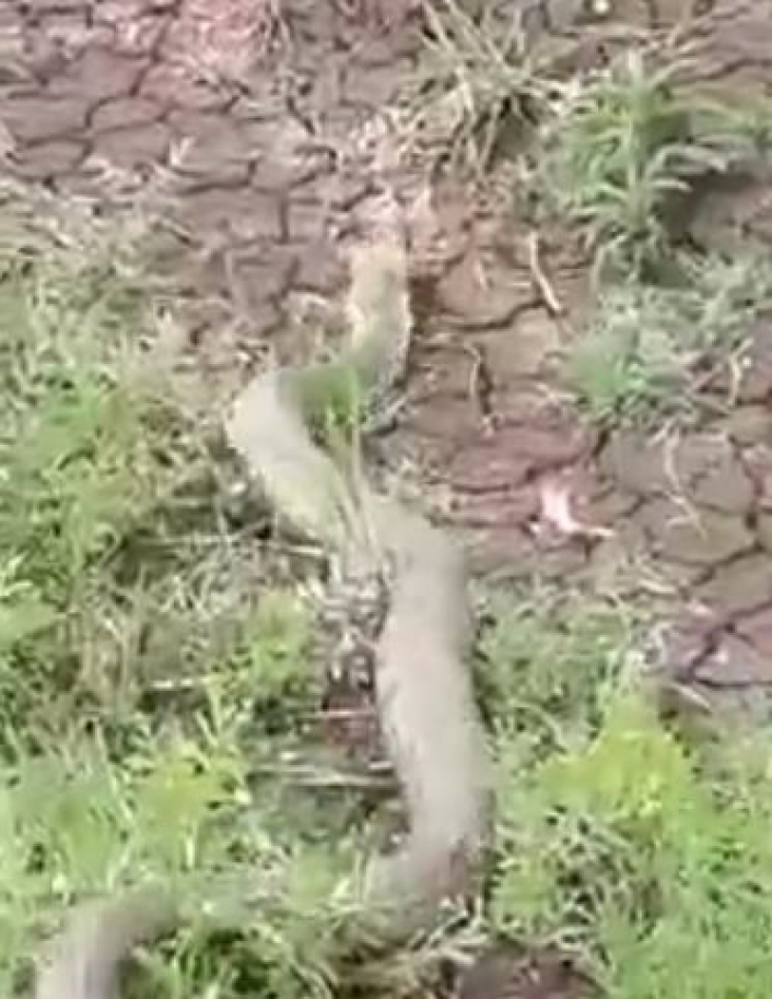 Isırığı bir insanı öldürmeye yeten koca engerek yılanı görüntülendi

