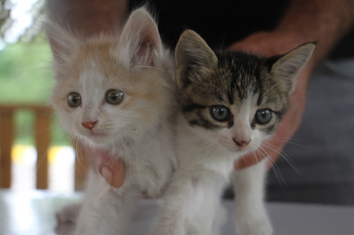 İtfaiye ekiplerinin kurtardığı yavru kedileri duyarlı vatandaş sahiplendi
