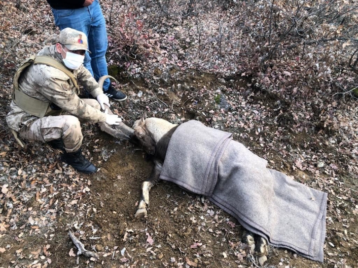 Jandarma ekipleri, yaralı dağ keçisi için seferber oldu
