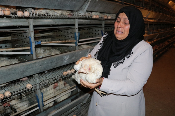 Kahramanmaraş´ta 10 bin tavuk telef oldu, sahibi ağıt yaktı
