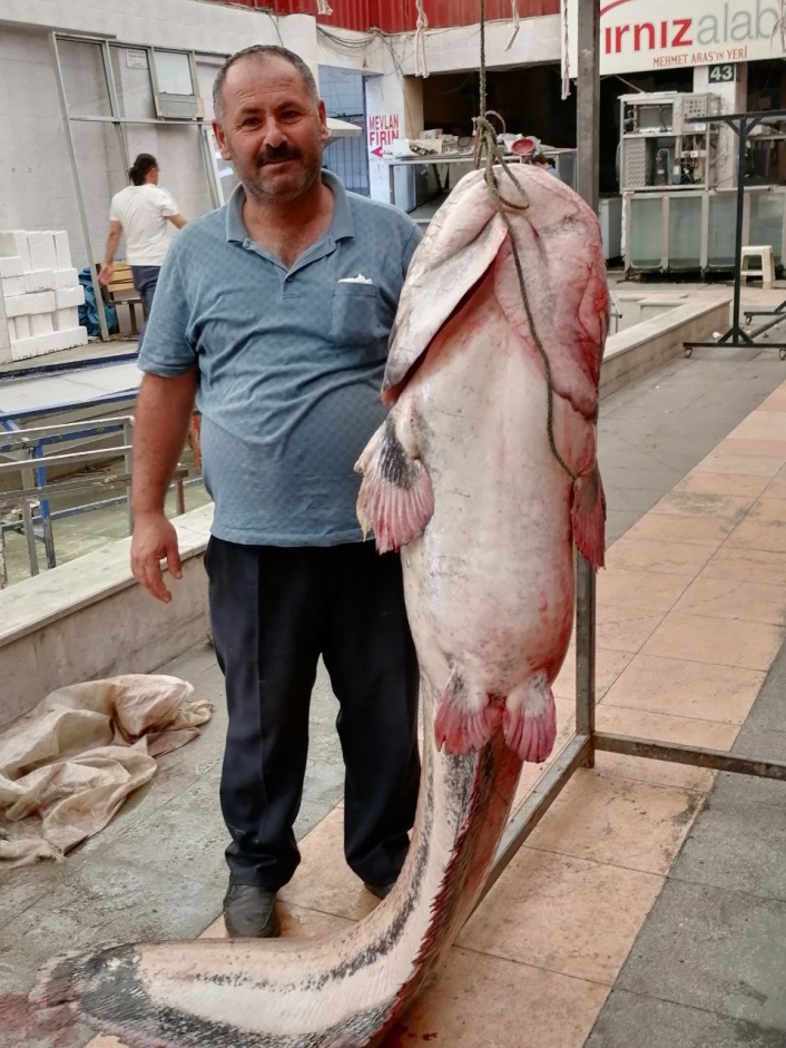 Kahramanmaraş´ta 3 metrelik yayın balığı yakalandı
