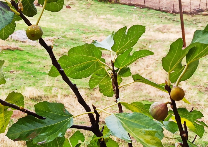 Kahramanmaraş´ta incir ağacı aralık ayında meyve verdi
