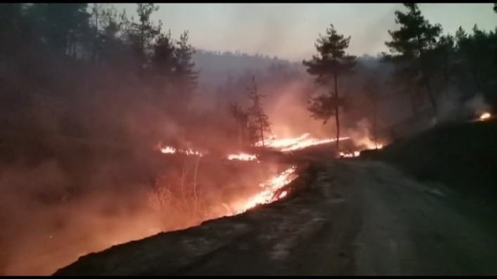 Kahramanmaraş´taki orman yangınında 25 hektar alan yandı
