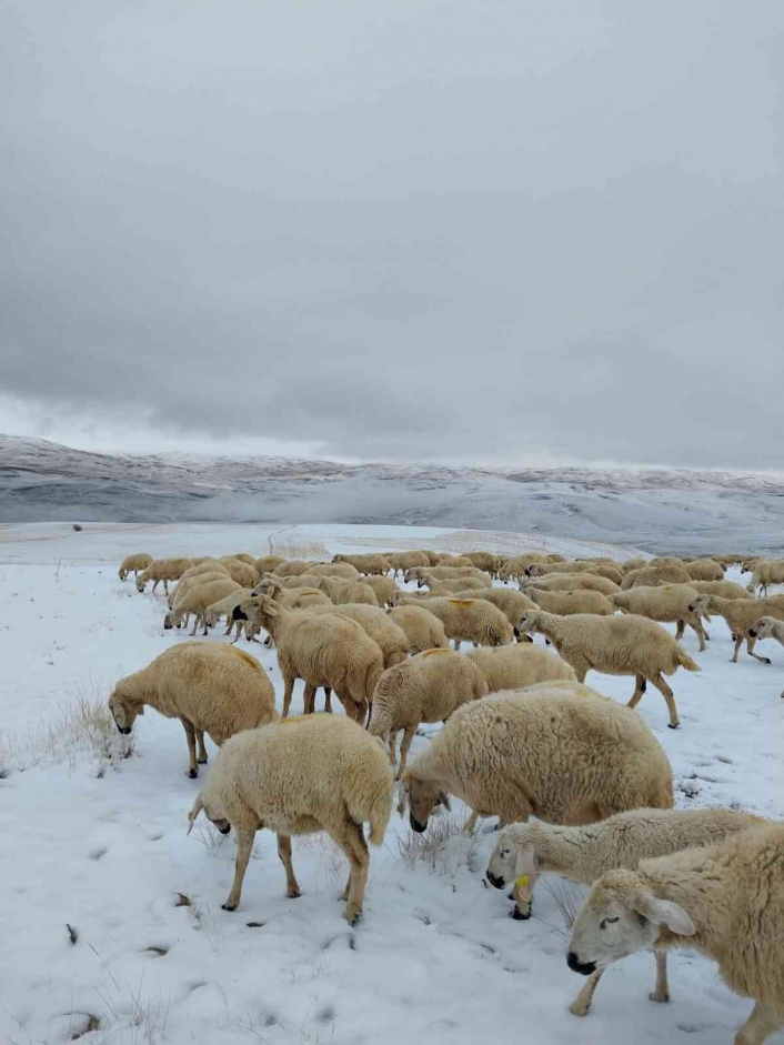 Kar altında otlayan sürü çoban tarafından görüntülendi
